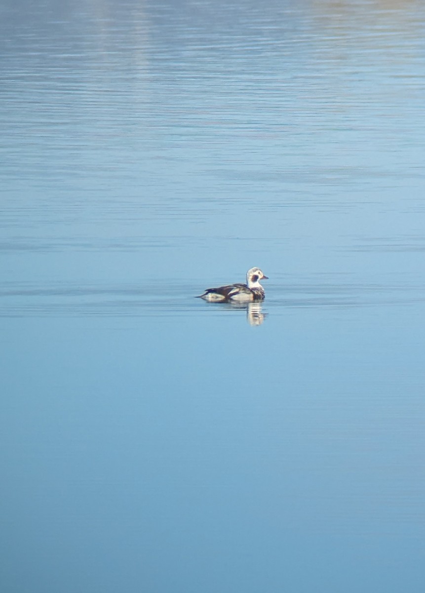 Long-tailed Duck - ML646536237