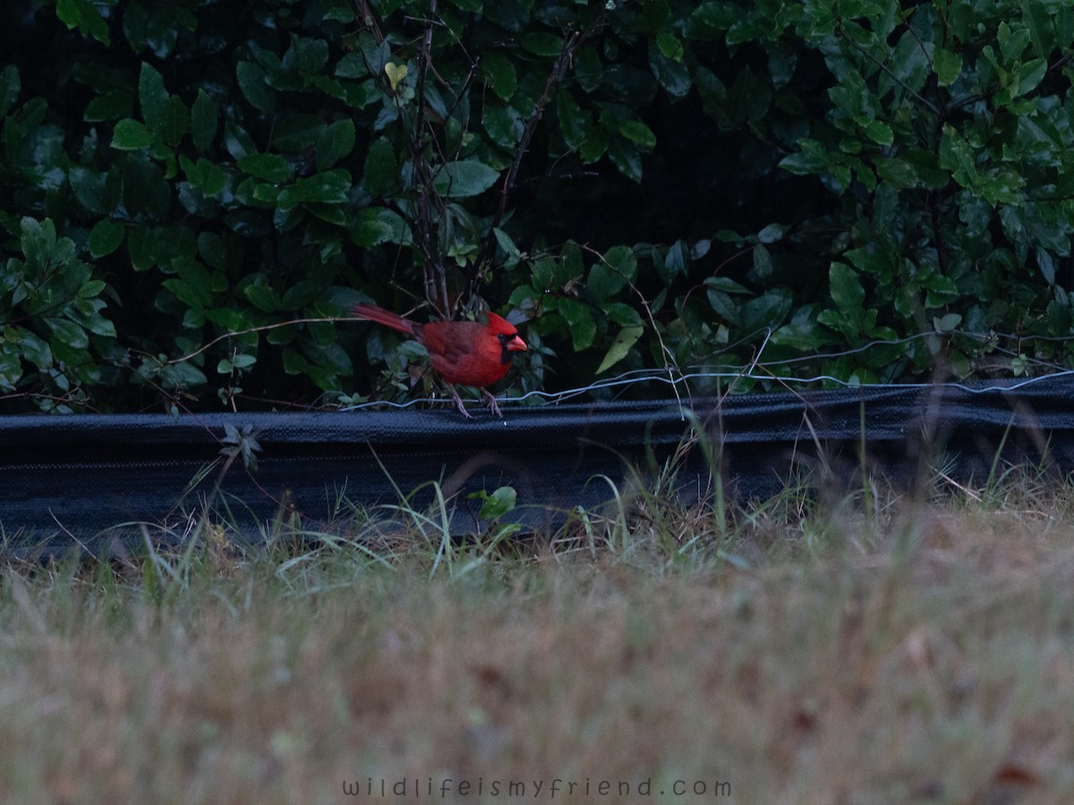Northern Cardinal - ML646536242