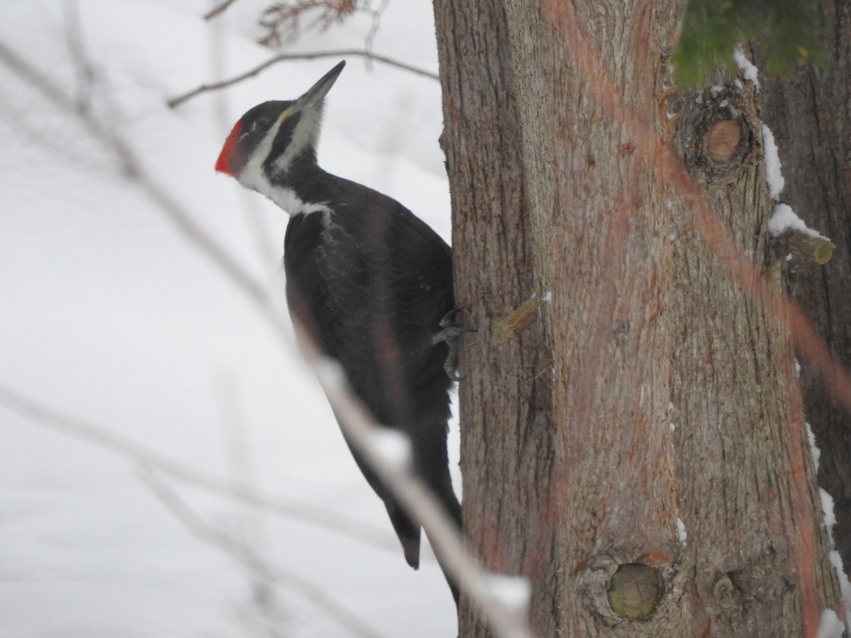 Pileated Woodpecker - ML646536244