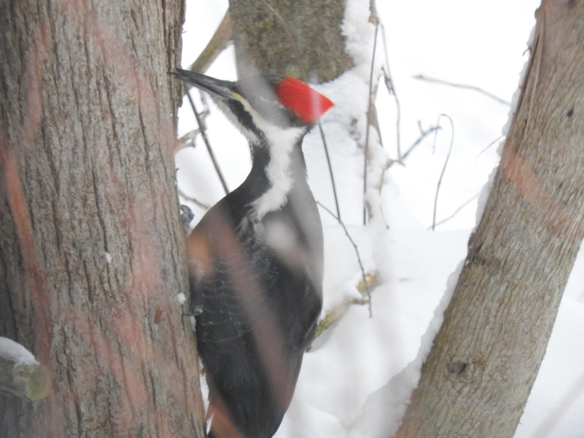 Pileated Woodpecker - ML646536245