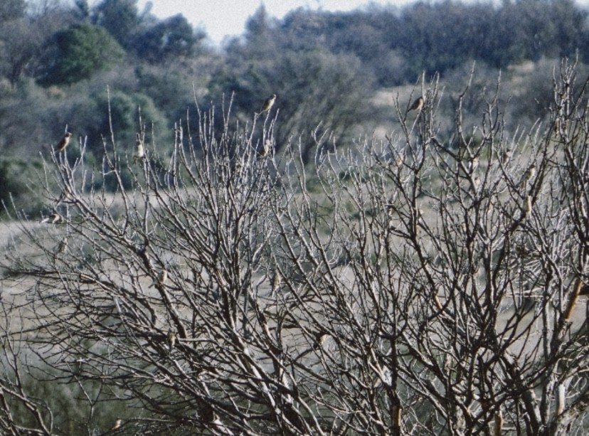 赤胸朱頂雀 - ML646536247