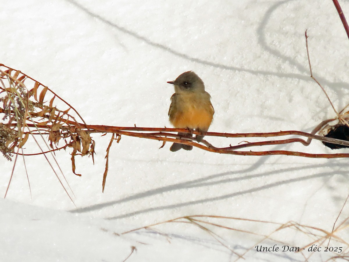 Zimtbauch-Phoebetyrann - ML646536250