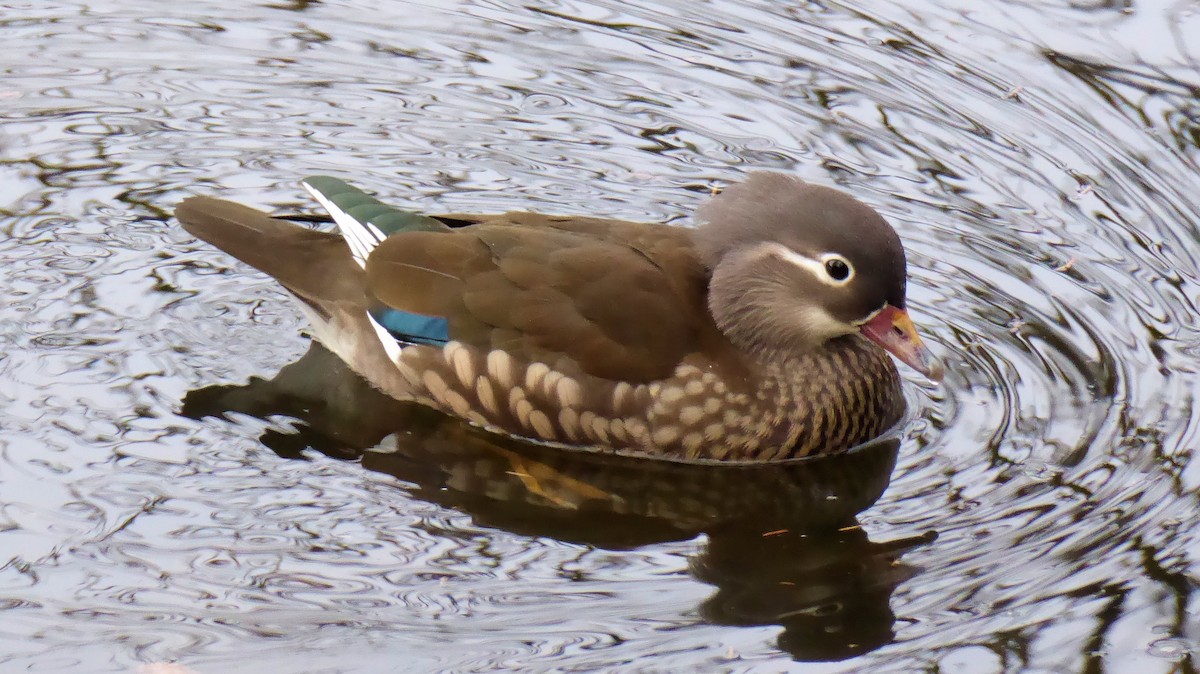 Mandarin Ördeği - ML646536251