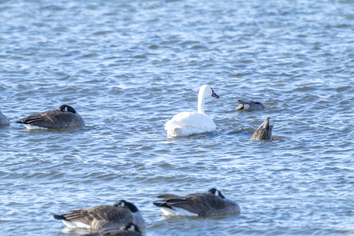 Tundra Swan - ML646536254