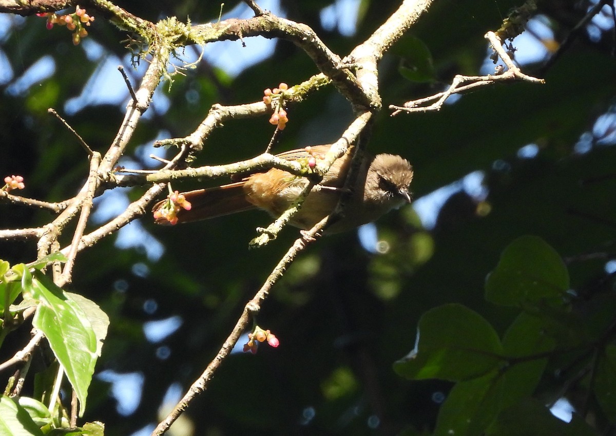 Slender-billed Greenbul - ML646536255