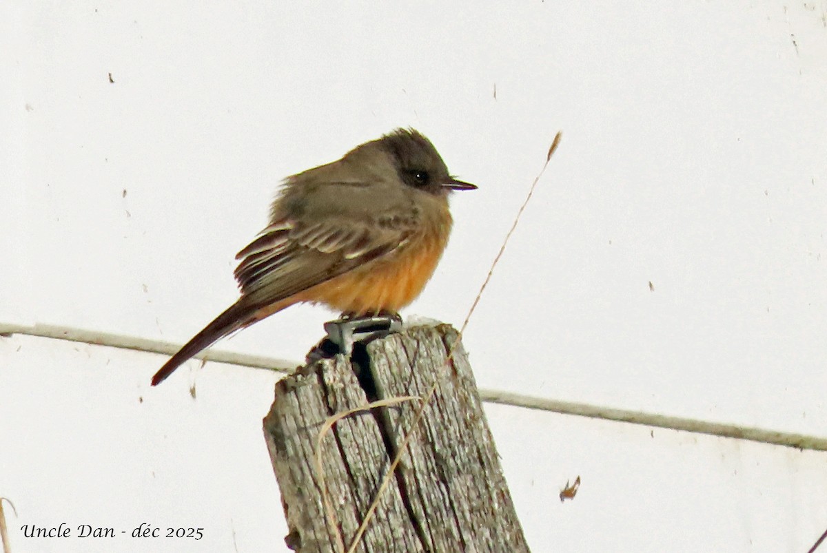 Zimtbauch-Phoebetyrann - ML646536257