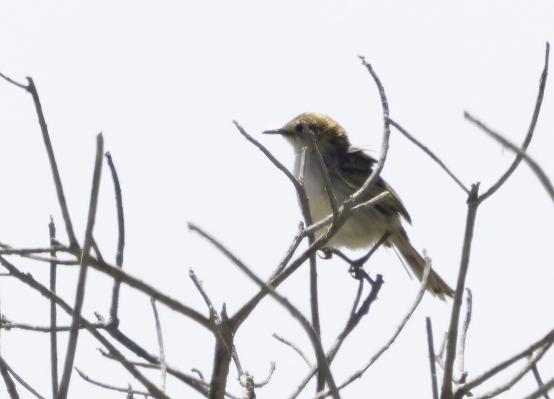 Мухоловковая цистикола - ML646536258