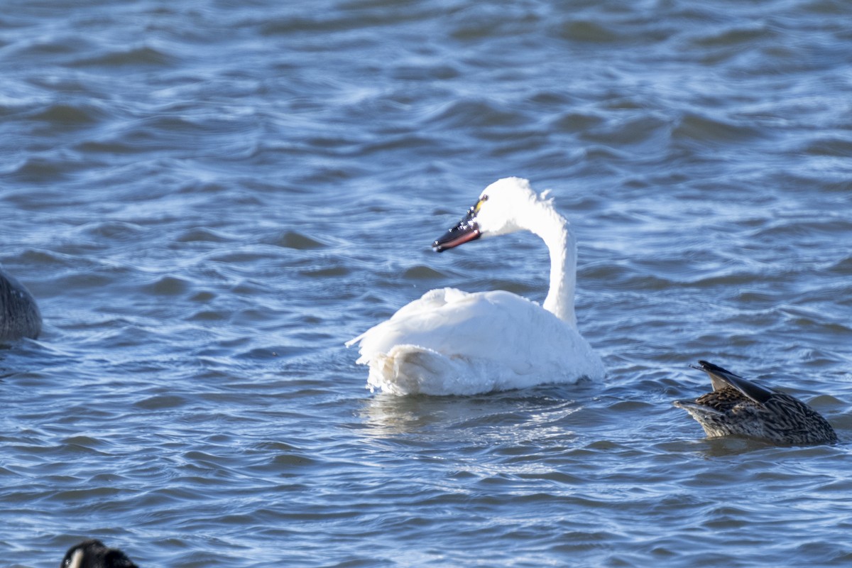 Tundra Swan - ML646536259