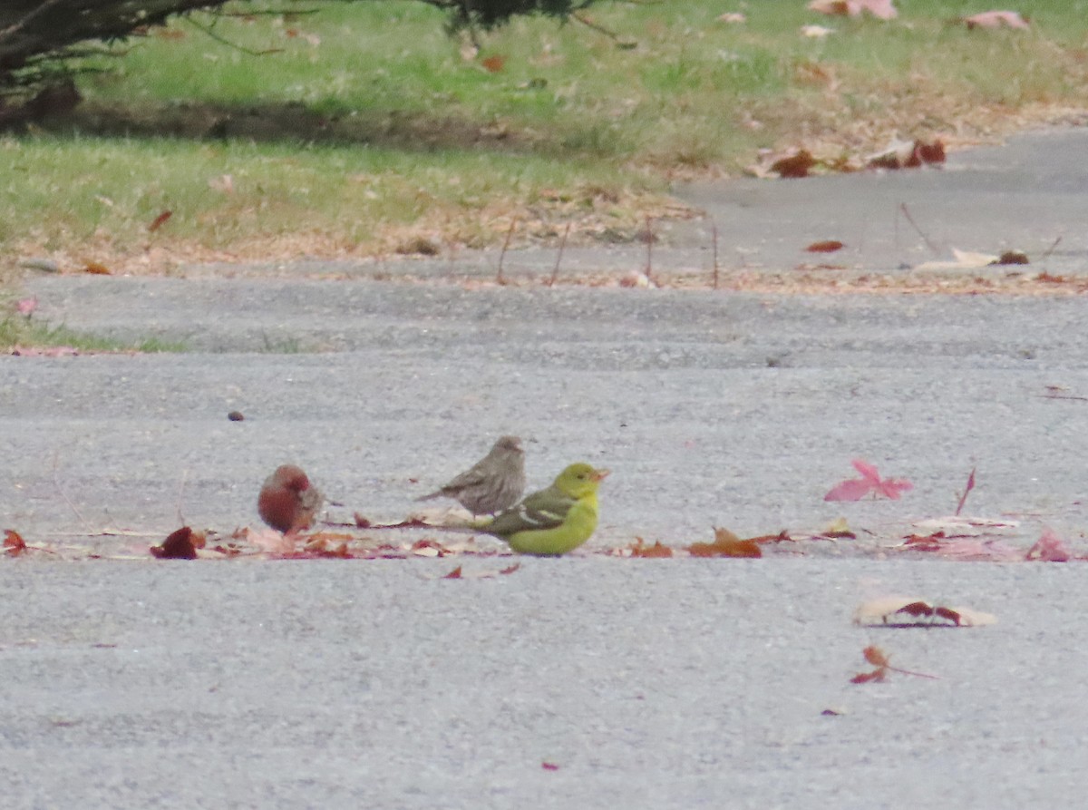 Kiefernkardinal - ML646536260