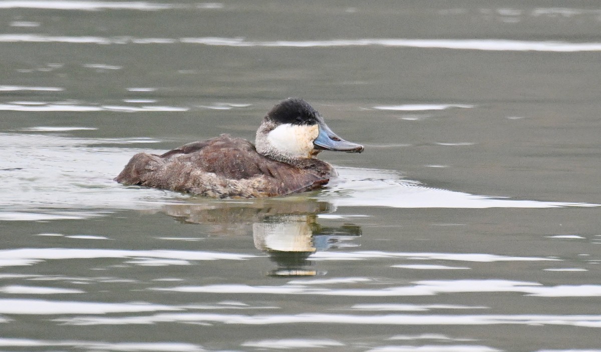 Ruddy Duck - ML646536263