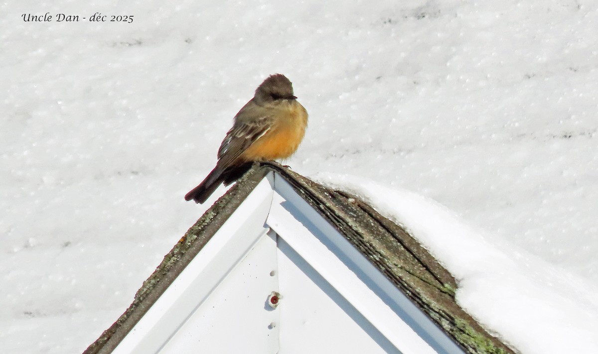 Zimtbauch-Phoebetyrann - ML646536264