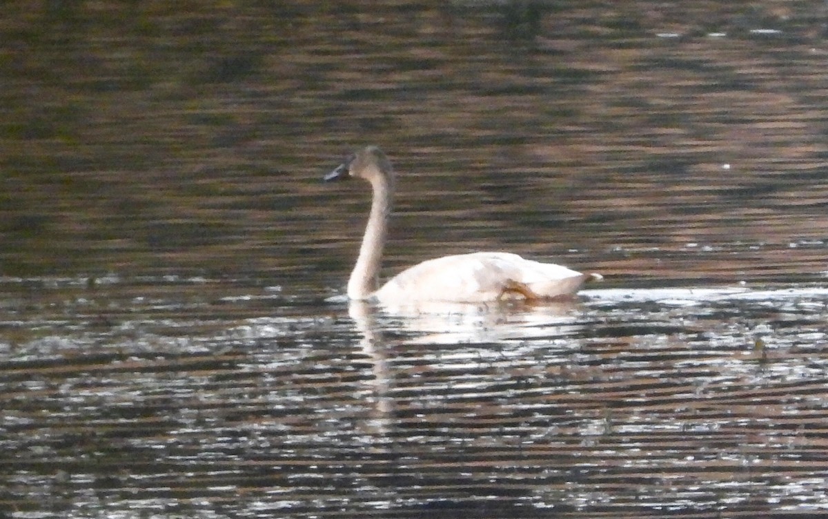 Trumpeter Swan - ML646536274