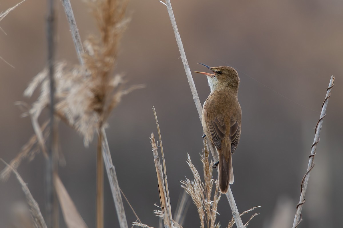 Clamorous Reed Warbler - ML646536276