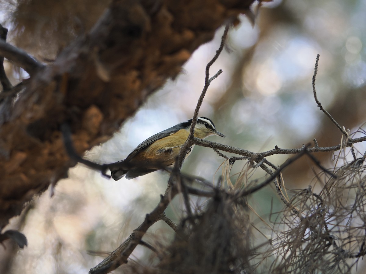 Red-breasted Nuthatch - ML646536277