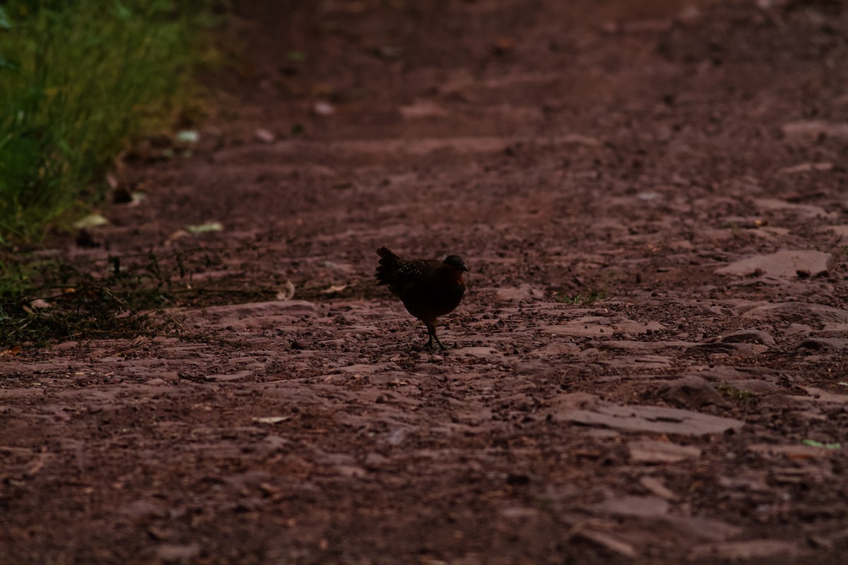 Chinese Bamboo-Partridge - ML646536280