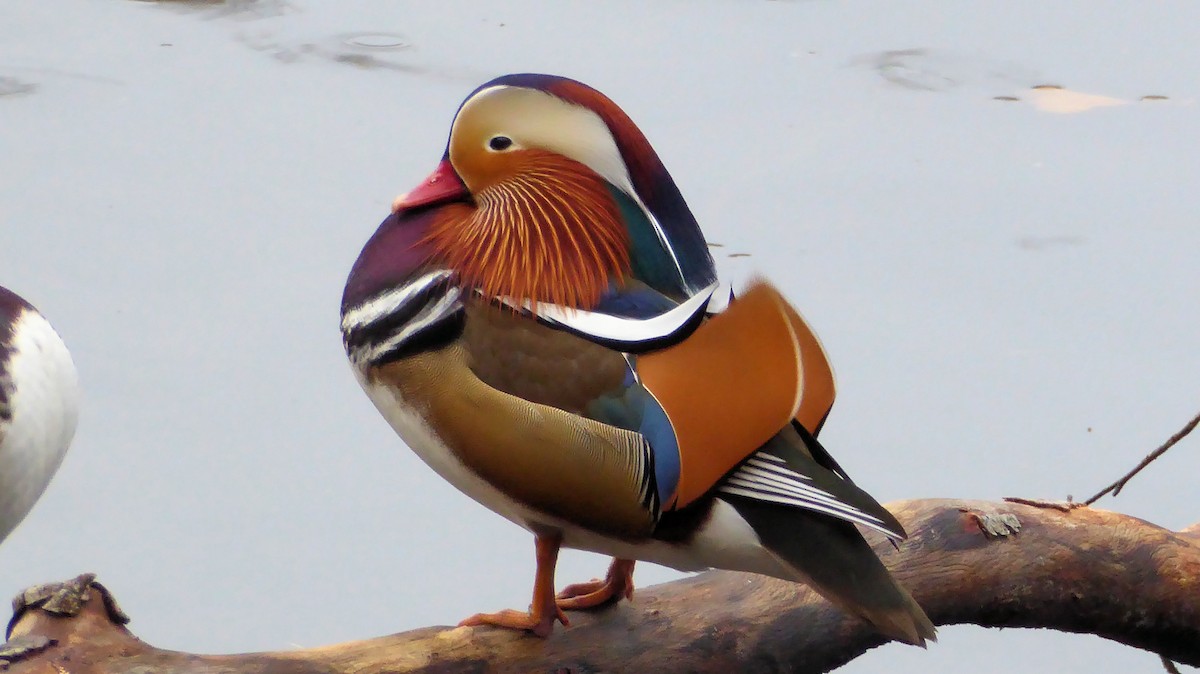 Mandarin Ördeği - ML646536281