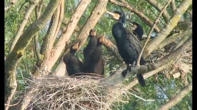 Баклан великий - ML646536283