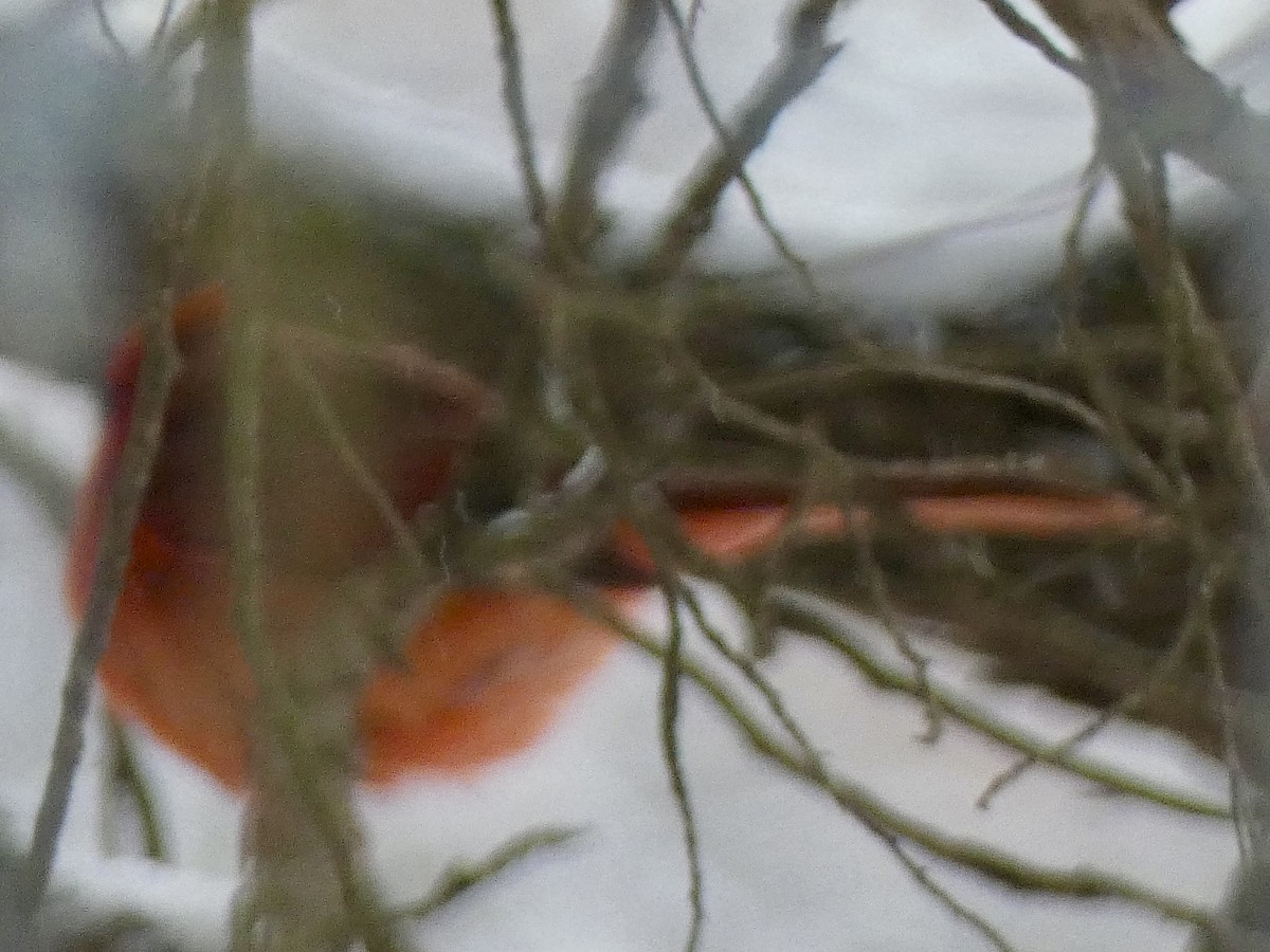 קרדינל צפוני - ML646536284