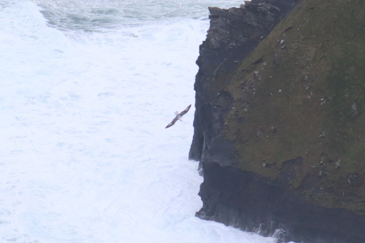 buřňák lední - ML646536285