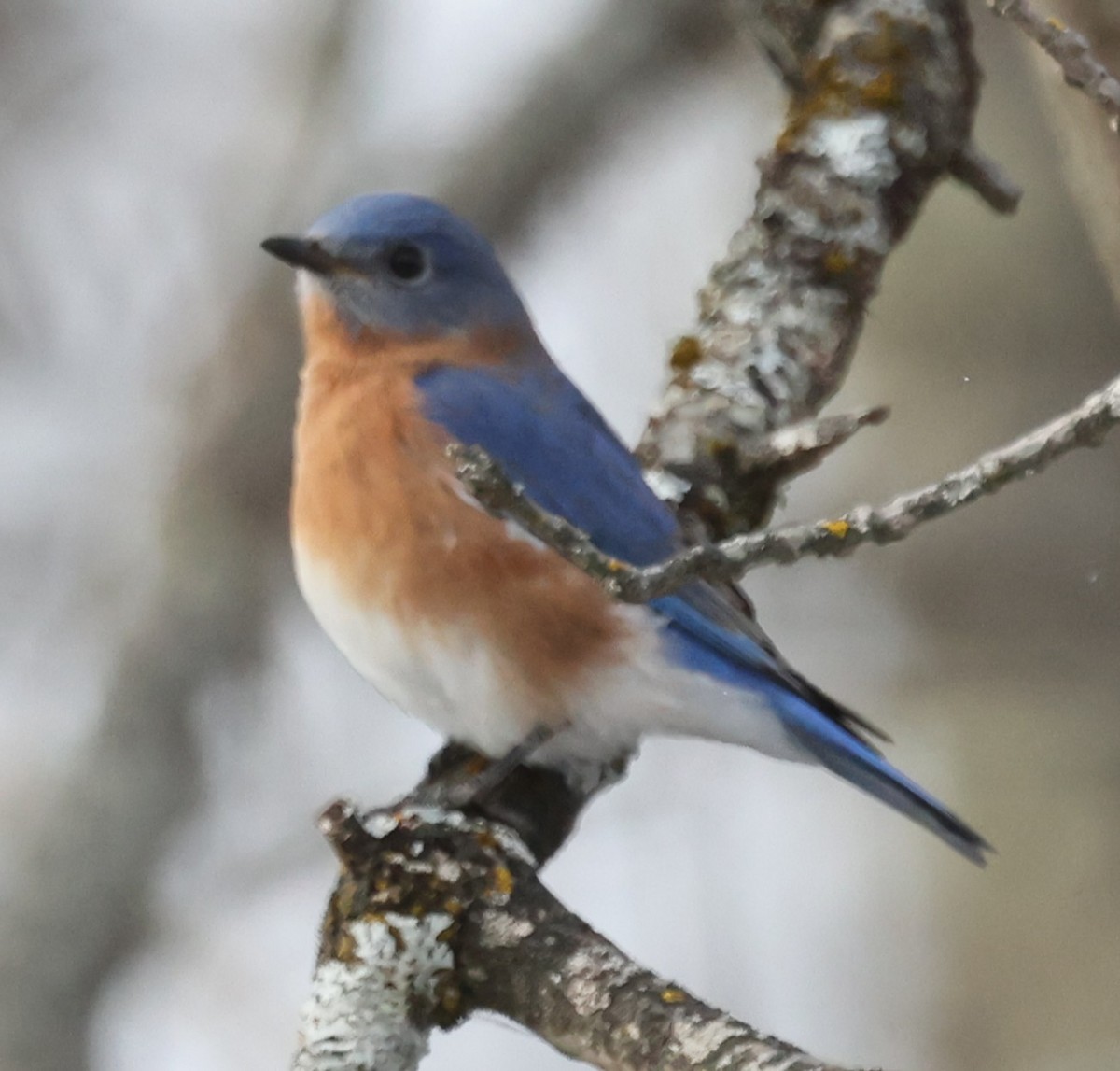 Merlebleu de l'Est (sialis/bermudensis) - ML646536289