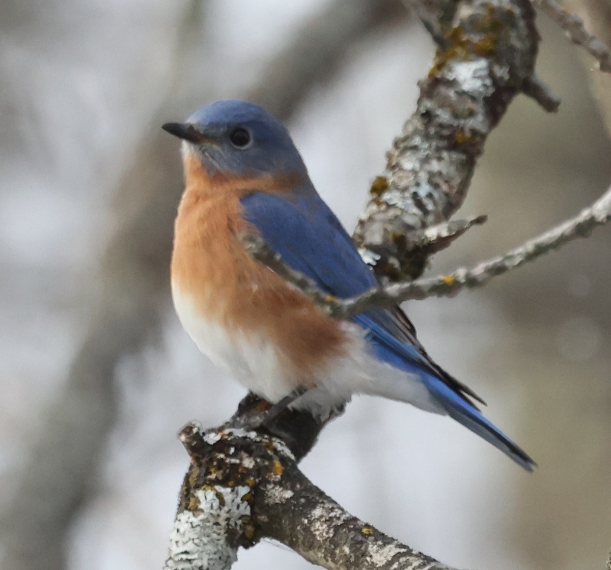 Merlebleu de l'Est (sialis/bermudensis) - ML646536290