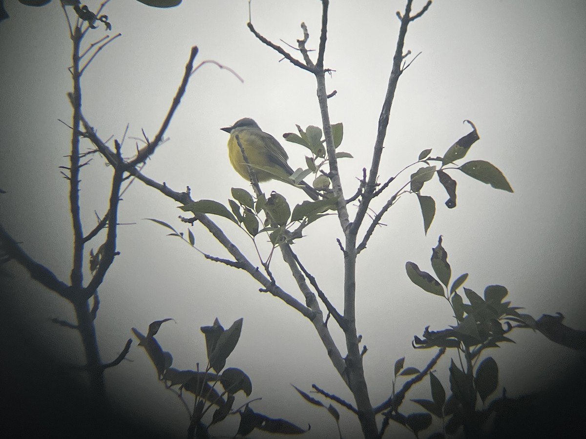 Couch's Kingbird - ML646536291