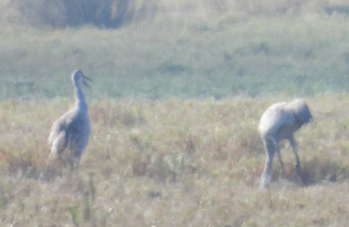 Kurrilo kanadarra - ML646536293