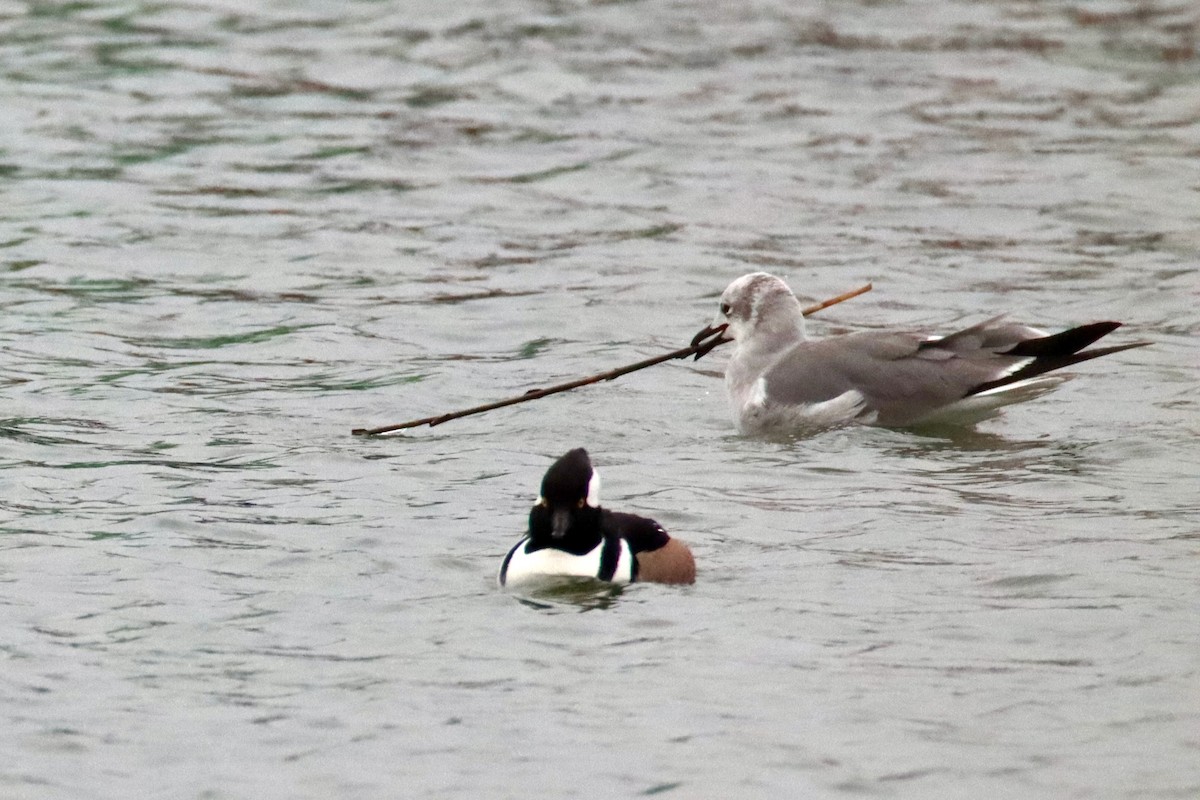Hooded Merganser - ML646536294