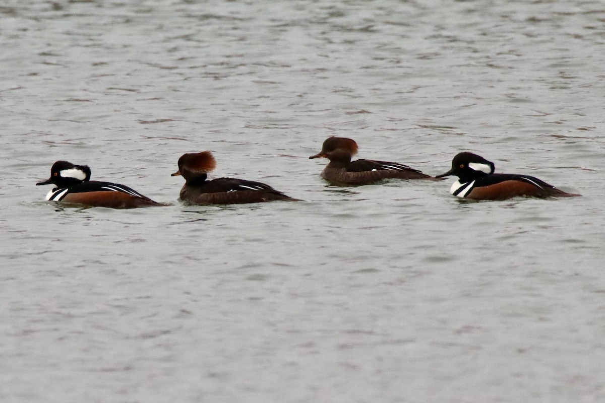 Hooded Merganser - ML646536295