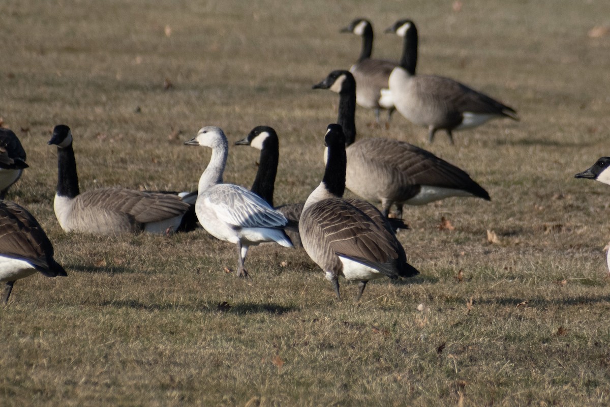 Ánsar Nival - ML646536296