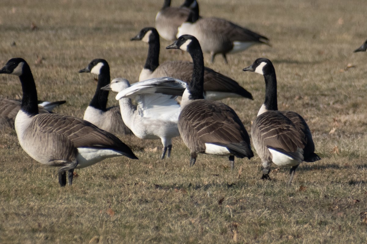 Ánsar Nival - ML646536297