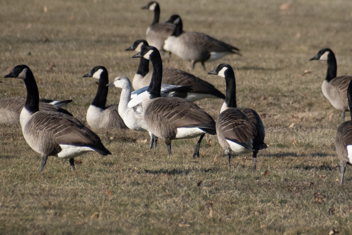 Ánsar Nival - ML646536298