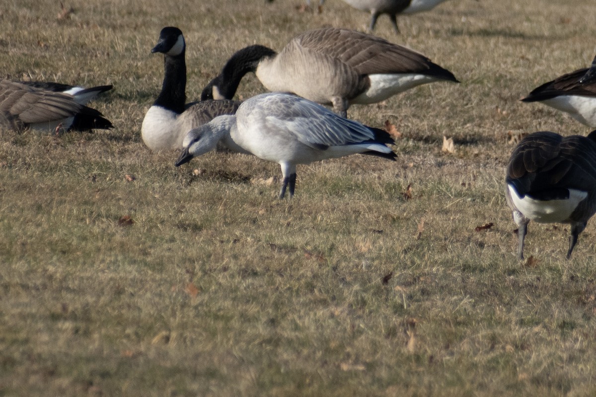 Ánsar Nival - ML646536299