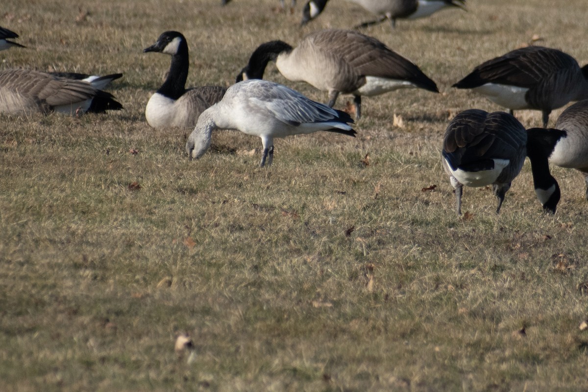 Ánsar Nival - ML646536300