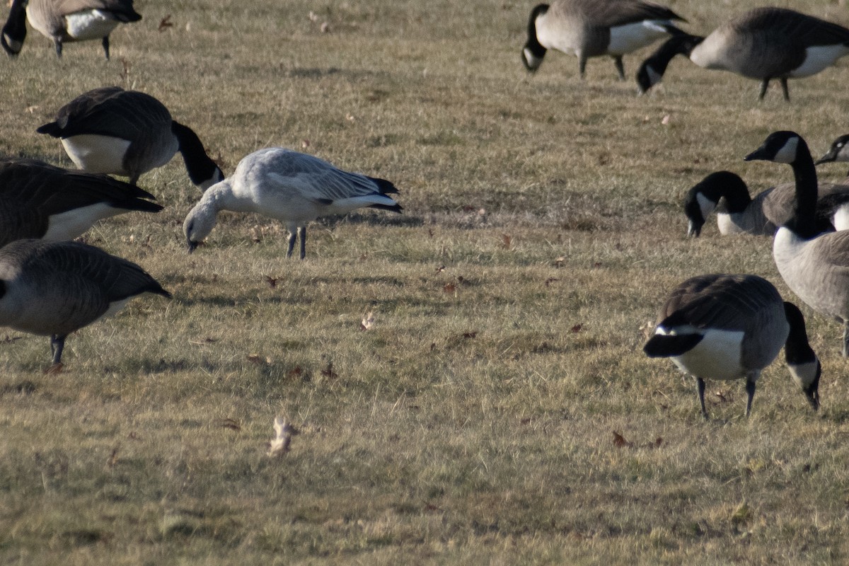Ánsar Nival - ML646536301