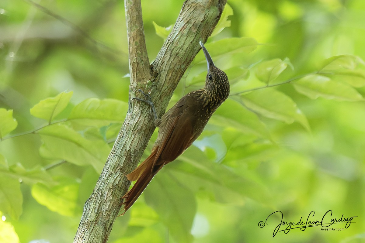 Chestnut-rumped Woodcreeper - ML646536302