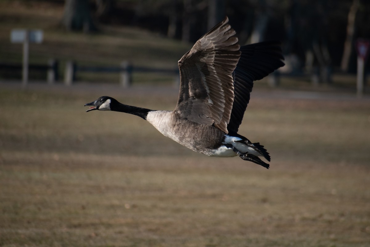Barnacla Canadiense Grande - ML646536310