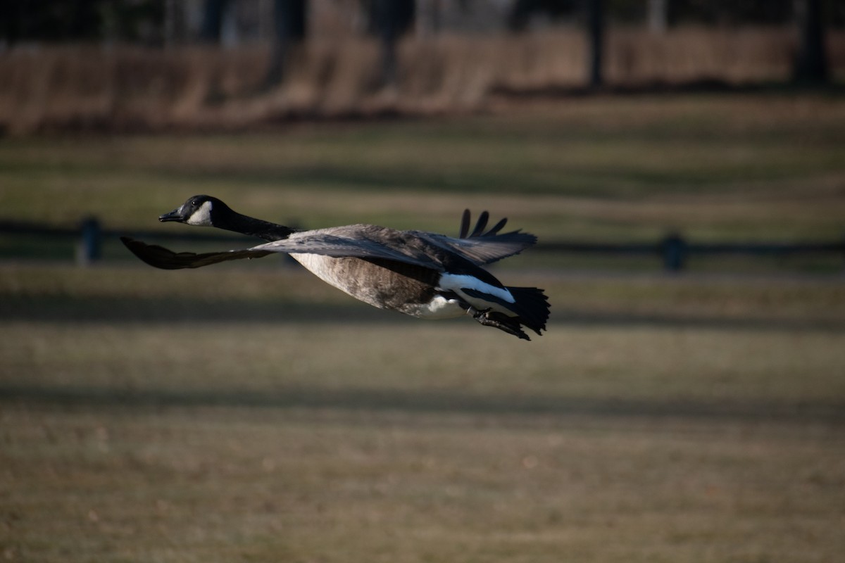 Barnacla Canadiense Grande - ML646536312