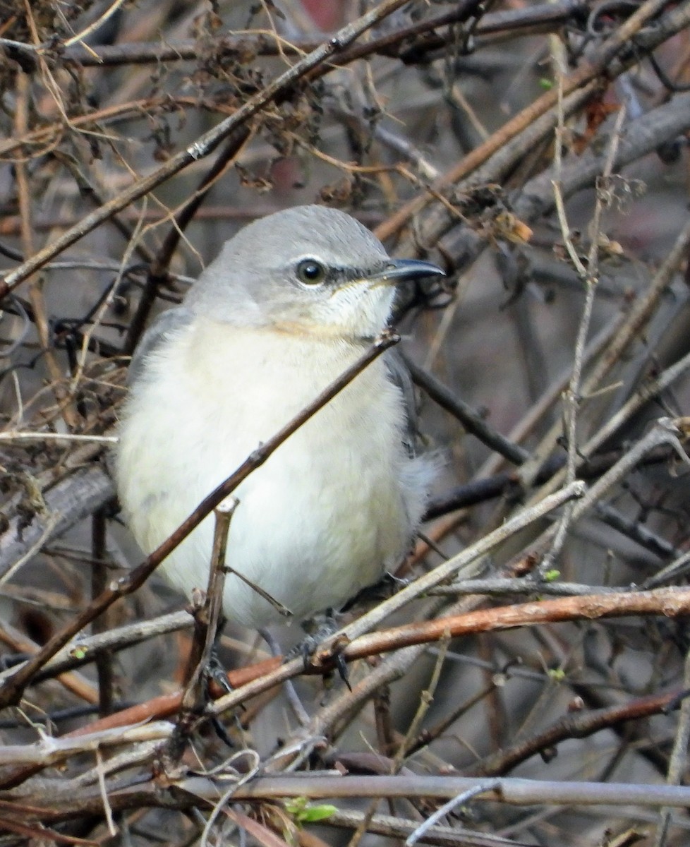 drozdec mnohohlasý - ML646536320