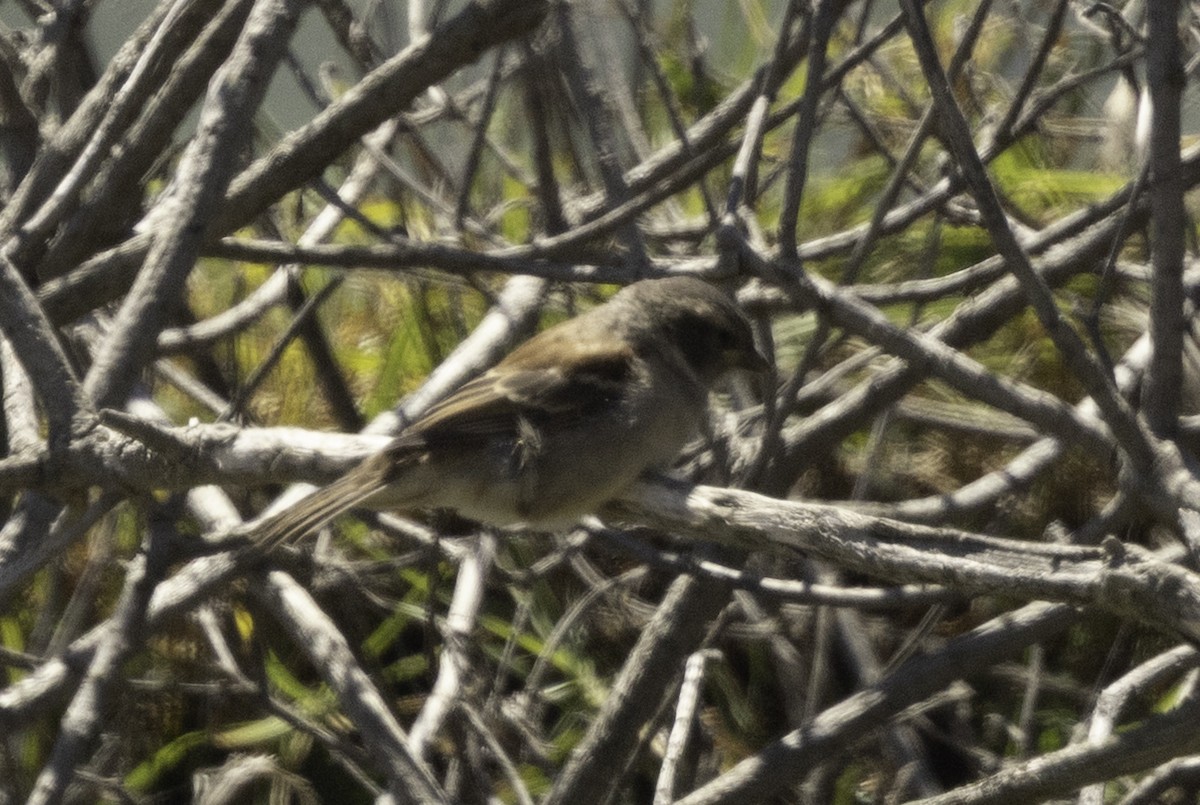 Капский воробей - ML646536322