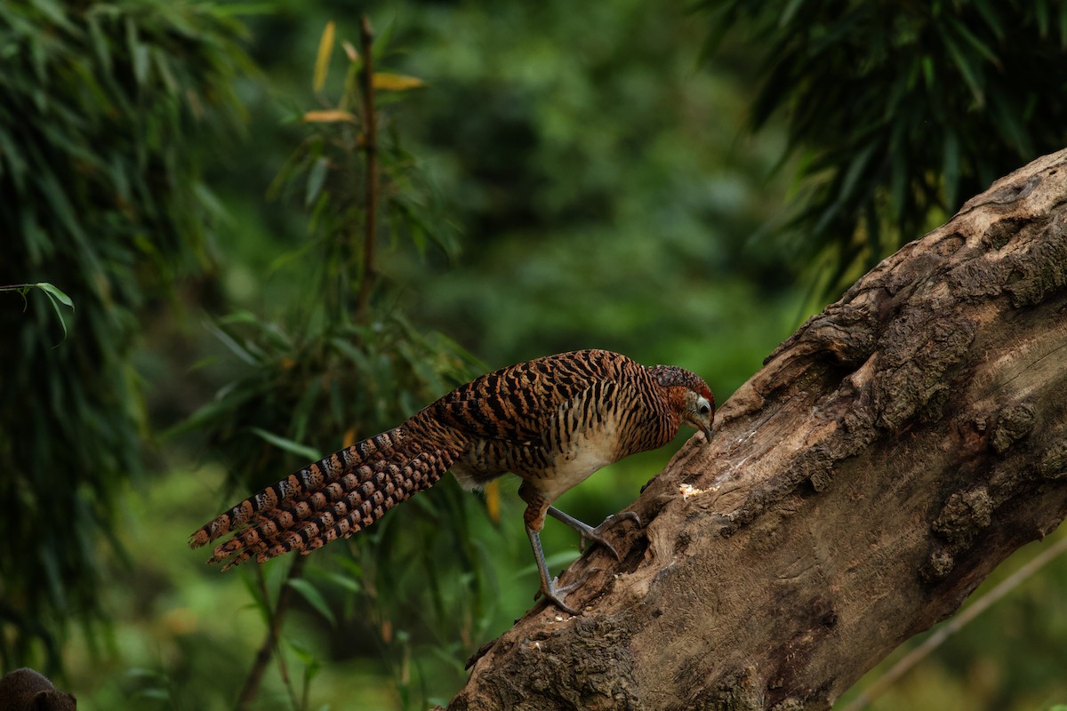 Lady Amherst's Pheasant - ML646536323