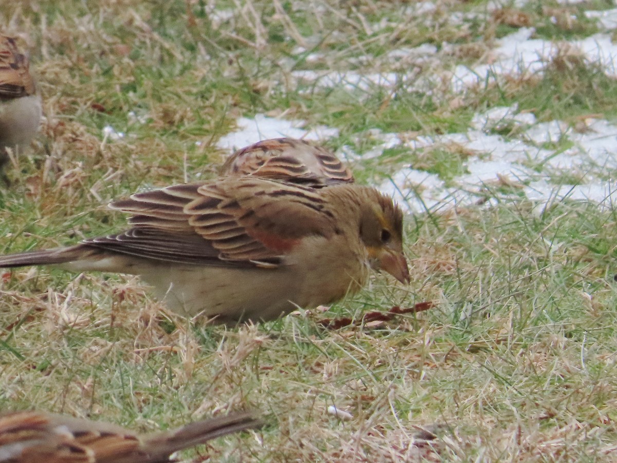 Rotschulterkardinal - ML646536324