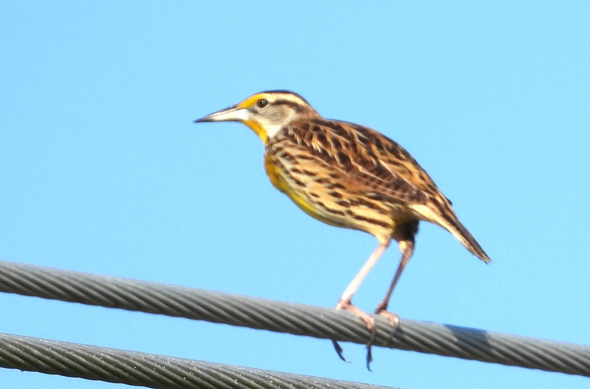 Eastern Meadowlark - ML646536325