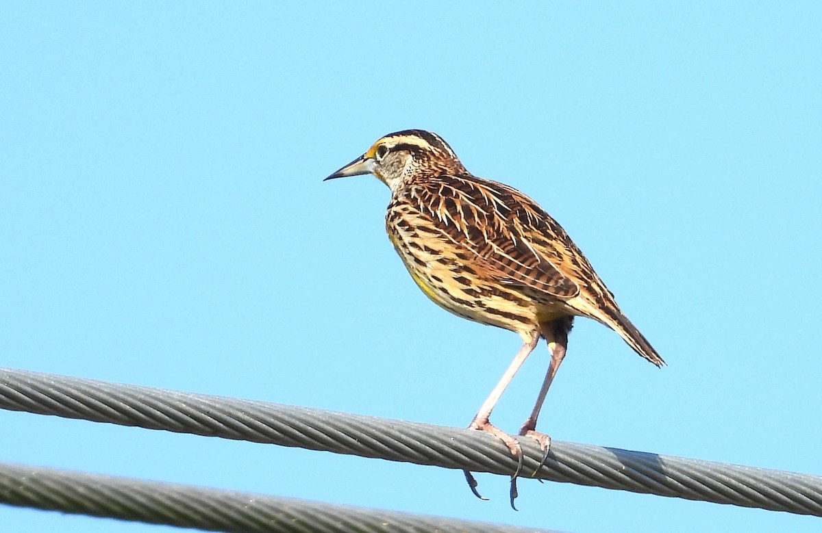 Eastern Meadowlark - ML646536326
