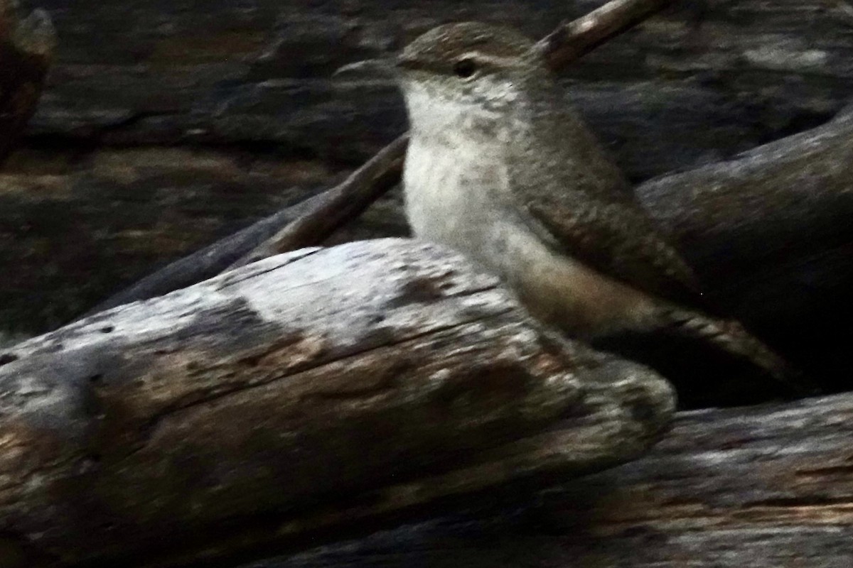 Rock Wren (Northern) - ML646536327