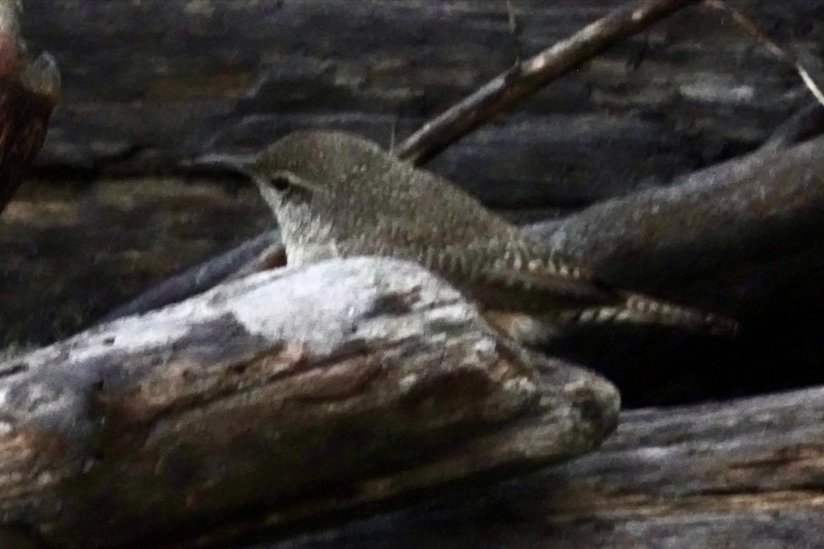 Rock Wren (Northern) - ML646536328