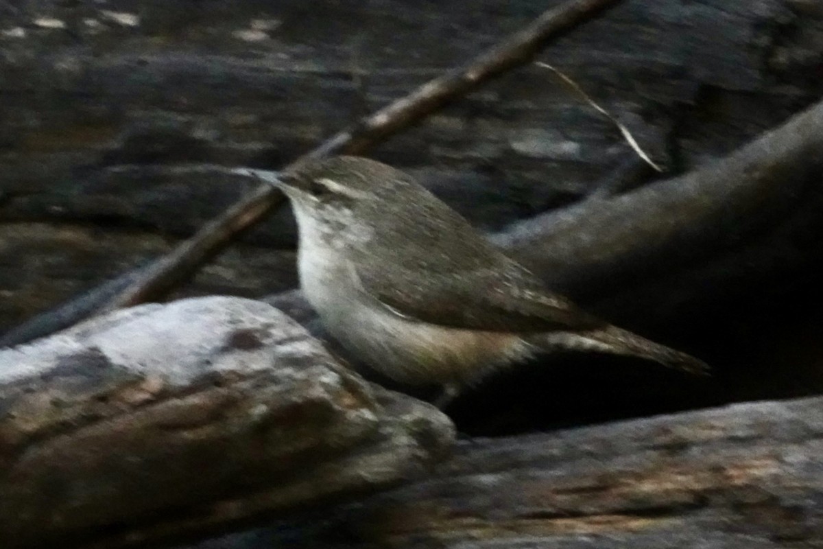 Rock Wren (Northern) - ML646536329