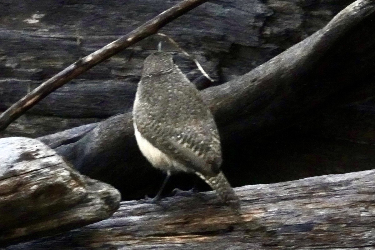 Rock Wren (Northern) - ML646536330