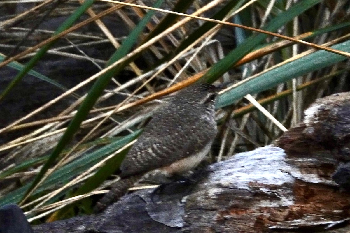 Rock Wren (Northern) - ML646536331
