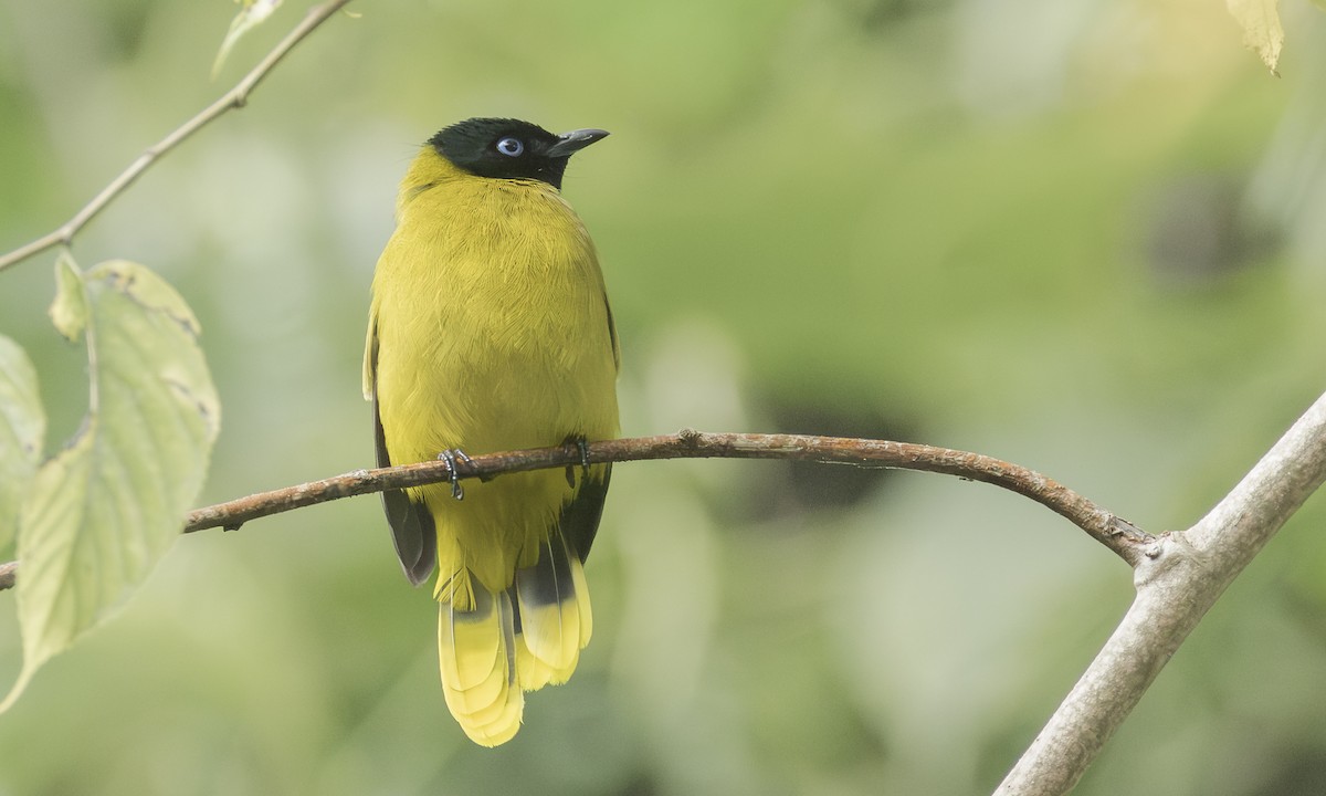 ズグロヒヨドリ - ML646536332